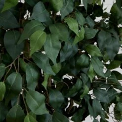 10’ Artificial Ficus Tree 10 10’ Artificial Ficus Tree -Artificial Flowers Sale artificial 10 artificial ficus tree nearly natural 281941