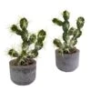 10” Cactus Potted (Set Of 2) -Artificial Flowers Sale artificial 10 cactus potted set of 2 nearly natural 737779
