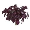 11” Basil Artificial Plant (Set Of 6) -Artificial Flowers Sale artificial 11 basil artificial plant set of 6 nearly natural burgundy 525445