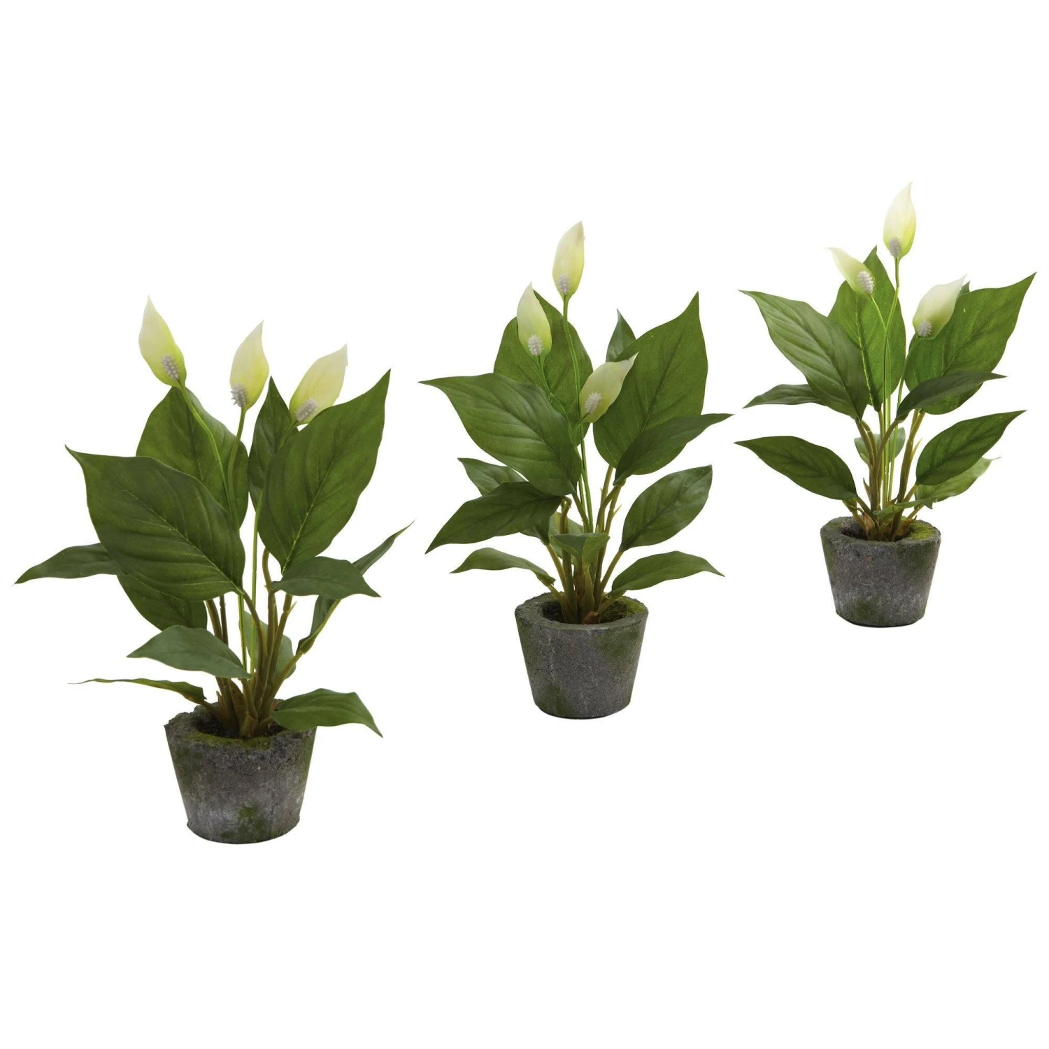 11” Spathyfillum W/Cement Planter (Set Of 3) 3 11” Spathyfillum W/Cement Planter (Set Of 3)