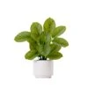 12" Artificial Calathea Plant With Decorative Planter -Artificial Flowers Sale artificial 12 artificial calathea plant with decorative planter plant in planter nearly natural 902102