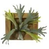 13” Staghorn Artificial Plant In Wood Hanging Frame 2 13” Staghorn Artificial Plant In Wood Hanging Frame -Artificial Flowers Sale artificial 13 staghorn artificial plant in wood hanging frame nearly natural 685353