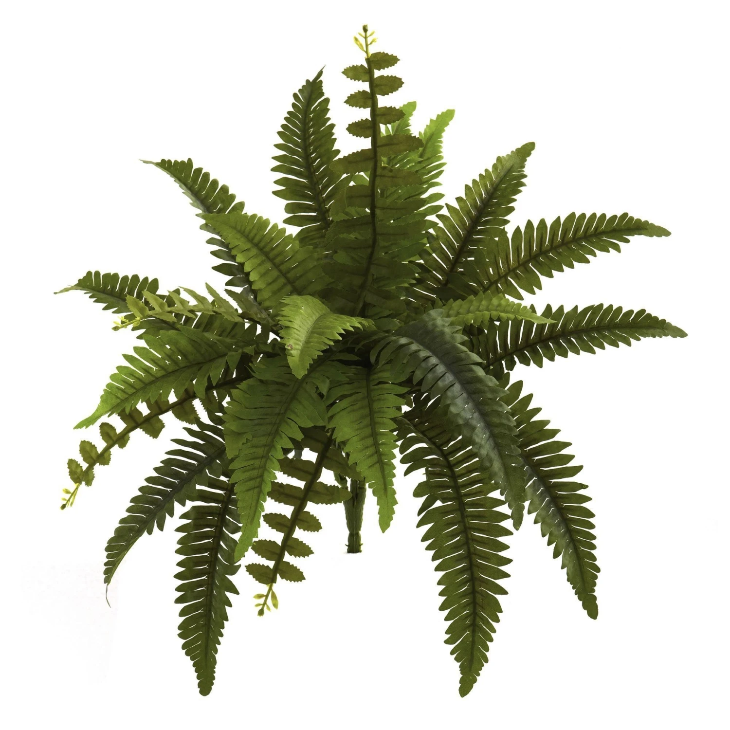14” Boston Fern Artificial Plant (Set Of 6) 3 14” Boston Fern Artificial Plant (Set Of 6)