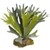 14” Staghorn Artificial Plant (Set Of 6) -Artificial Flowers Sale artificial 14 staghorn artificial plant set of 6 nearly natural 562628
