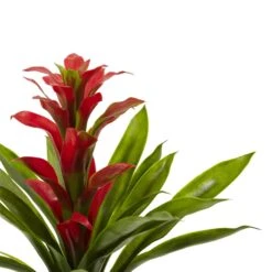 15” Artificial Bromeliad Flower (Set Of 4) 13 15” Artificial Bromeliad Flower (Set Of 4) -Artificial Flowers Sale artificial 15 bromeliad artificial flower set of 4 nearly natural 149120