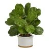 15” Fiddle Leaf Artificial Tree In White Planter -Artificial Flowers Sale artificial 15 fiddle leaf artificial tree in white planter nearly natural 710220