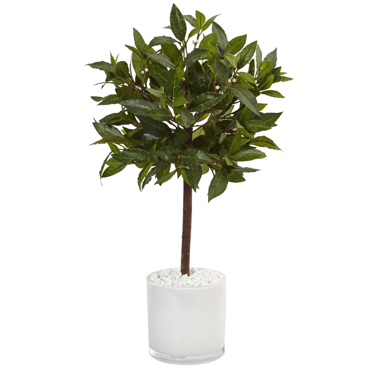 2’ Sweet Bay Tree In White Glossy Cylinder 3 2’ Sweet Bay Tree In White Glossy Cylinder