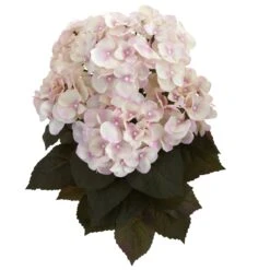 20” Fall Hydrangea Artificial Plant (Set Of 2) -Artificial Flowers Sale artificial 20 fall hydrangea artificial plant set of 2 nearly natural 844312