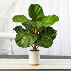 21” Fiddle Leaf Artificial Tree In White Ceramic Planter 7 21” Fiddle Leaf Artificial Tree In White Ceramic Planter -Artificial Flowers Sale artificial 21 fiddle leaf artificial tree in white ceramic planter nearly natural 516451