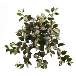 21” Hoya Hanging Bush (Set Of 4)