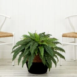 23" Artificial Boston Fern Plant With Handmade Jute & Cotton Basket DIY KIT 7 23" Artificial Boston Fern Plant With Handmade Jute & Cotton Basket DIY KIT -Artificial Flowers Sale artificial 23 artificial boston fern plant with handmade jute cotton basket diy kit plant in planter nearly natural 848825