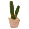23” Cactus Succulent Artificial Plant In Terra Cotta Planter -Artificial Flowers Sale artificial 23 cactus succulent artificial plant in terra cotta planter nearly natural 119497