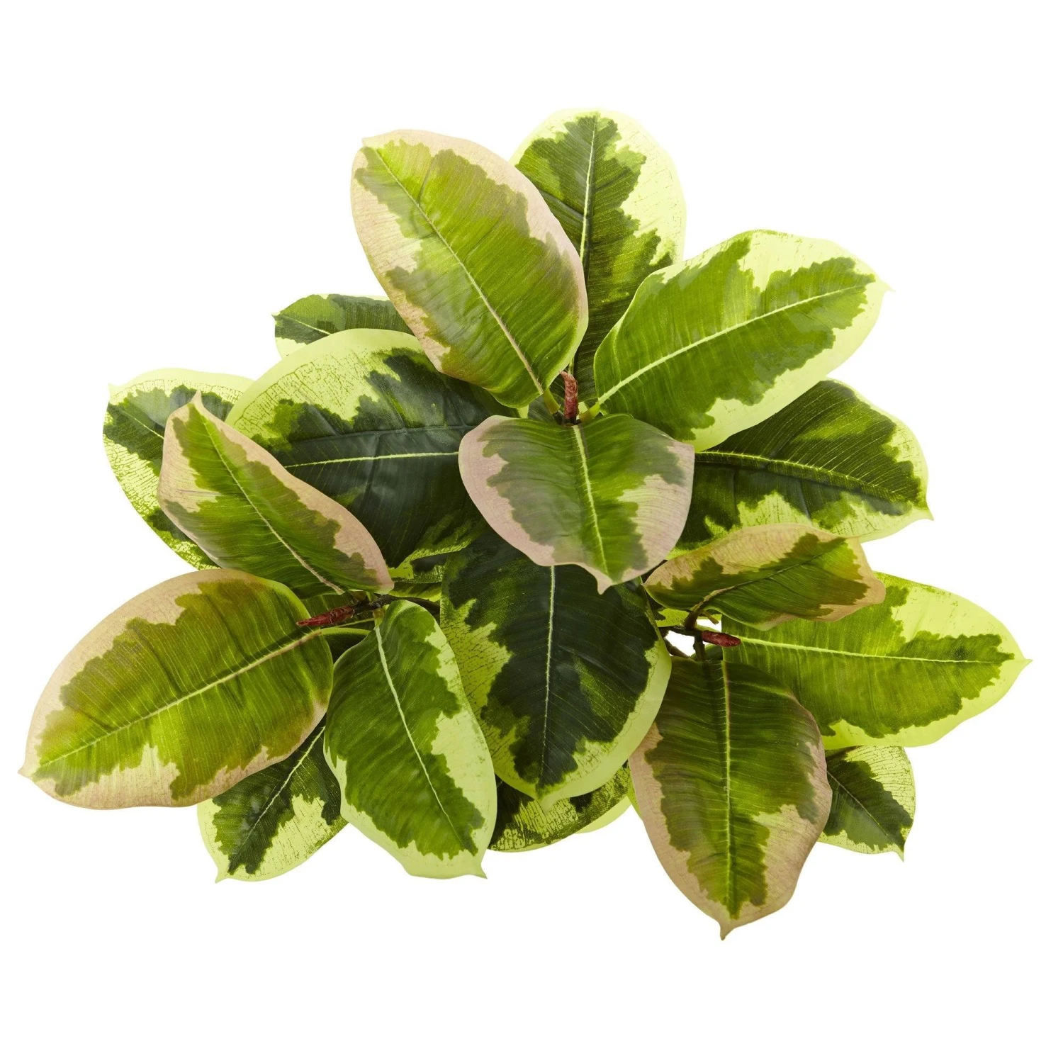 23” Rubber Leaf Artificial Plant (Real Touch) (Set Of 3) 6 23” Rubber Leaf Artificial Plant (Real Touch) (Set Of 3) - Image 4