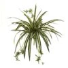 23” Spider Plant Bush (Set Of 4) 1 23” Spider Plant Bush (Set Of 4) -Artificial Flowers Sale artificial 23 spider plant bush set of 4 nearly natural 221210