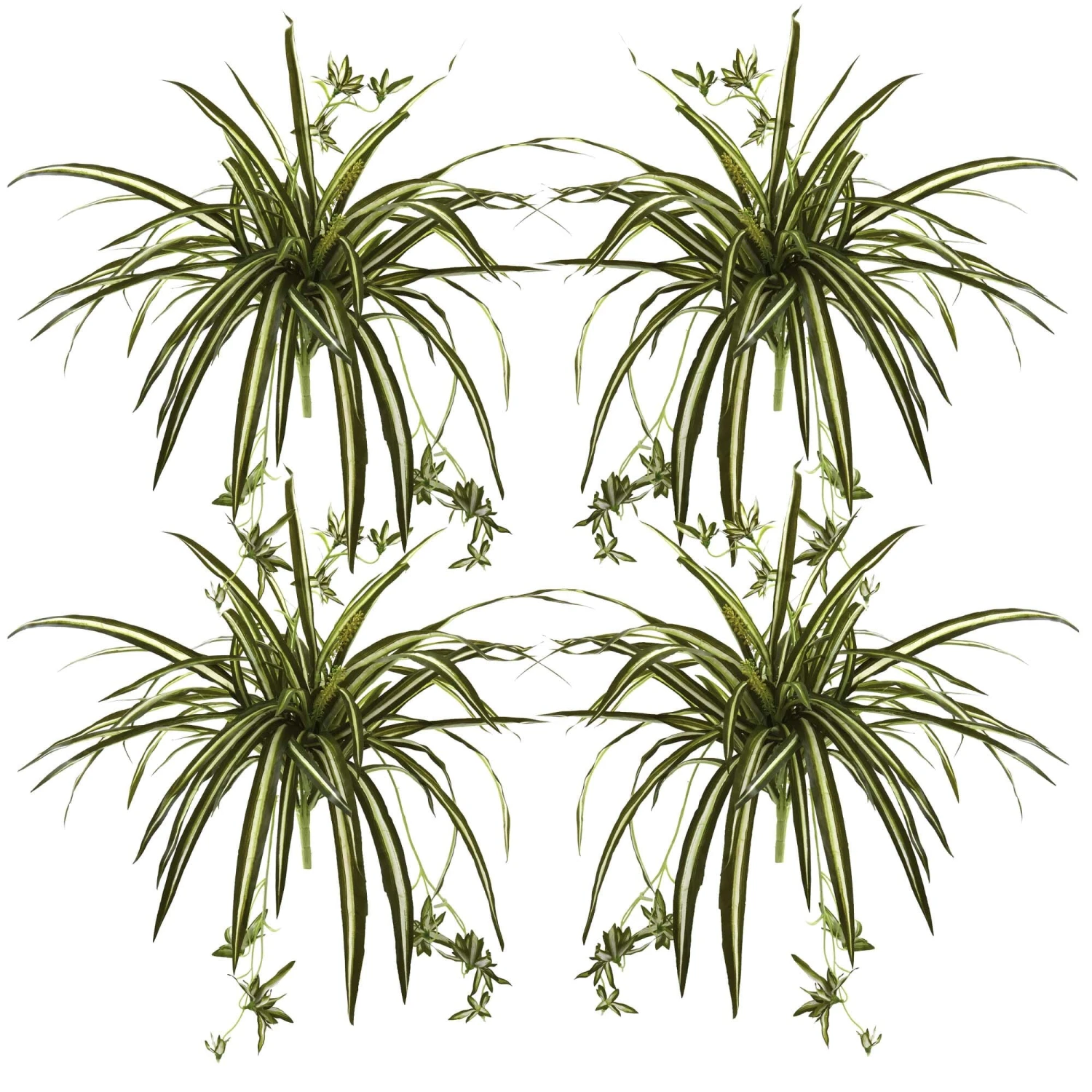 23” Spider Plant Bush (Set Of 4) 4 23” Spider Plant Bush (Set Of 4) - Image 2