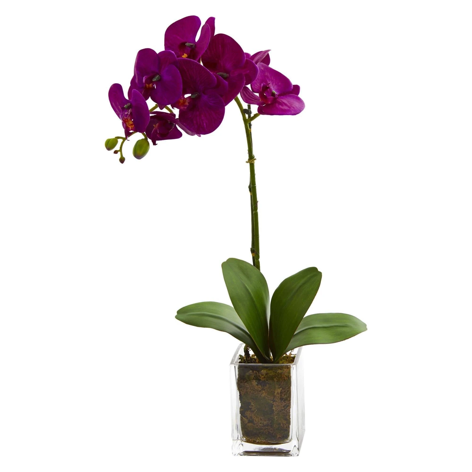 20” Orchid Phalaenopsis In Vase 3 20” Orchid Phalaenopsis In Vase