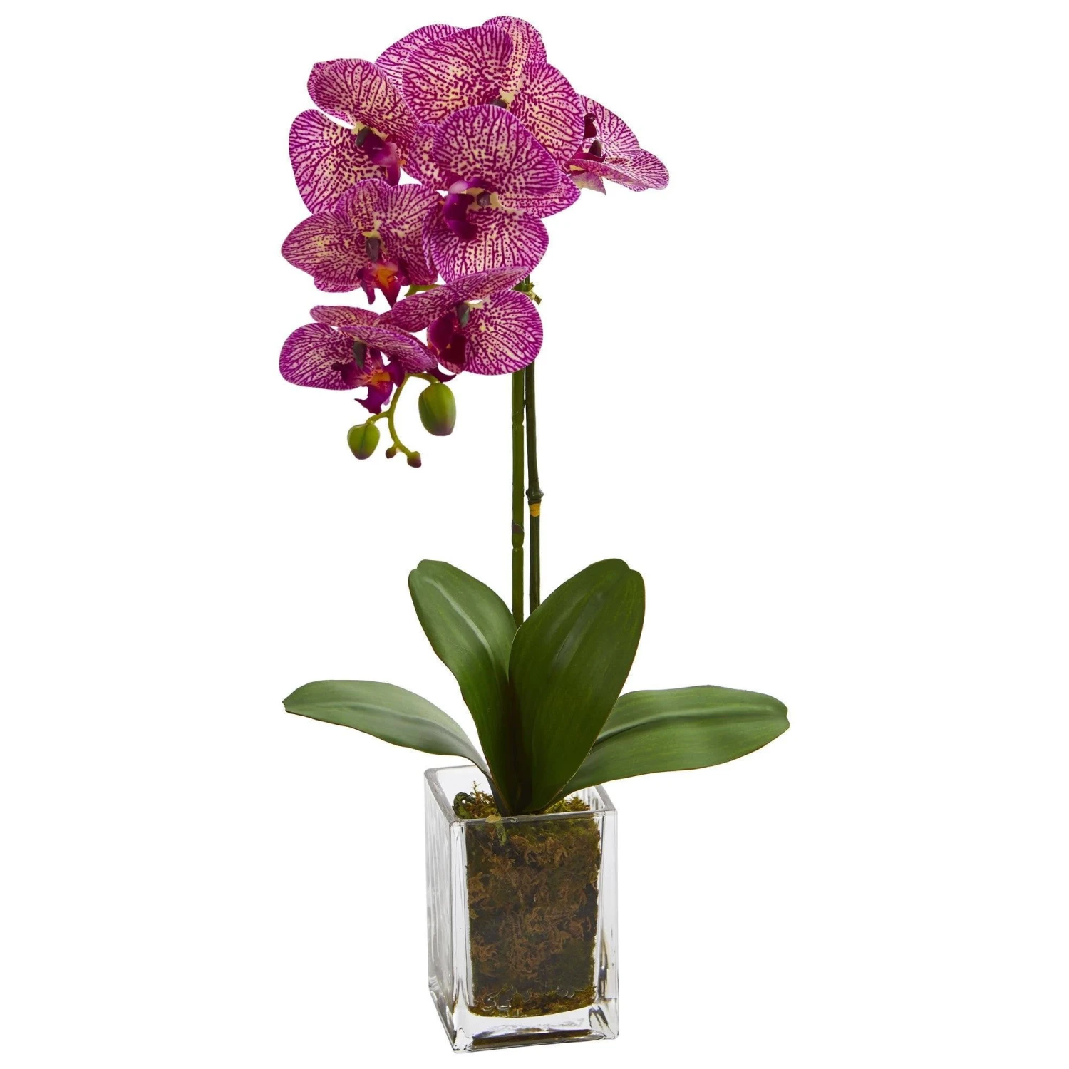 20” Orchid Phalaenopsis In Vase 5 20” Orchid Phalaenopsis In Vase - Image 3