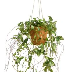 24” Pothos Artificial Plant In Hanging Planter 7 24” Pothos Artificial Plant In Hanging Planter -Artificial Flowers Sale artificial 24 pothos artificial plant in hanging planter nearly natural 614268