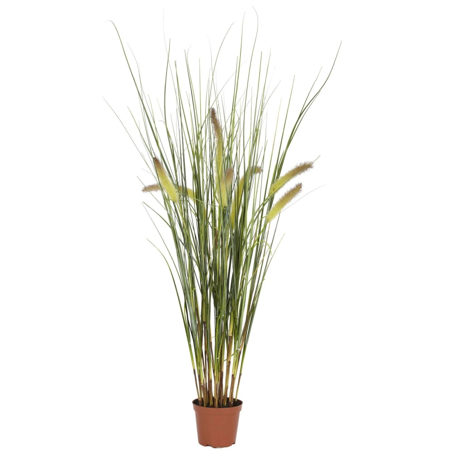 2.5' Grass Plant 3 2.5' Grass Plant