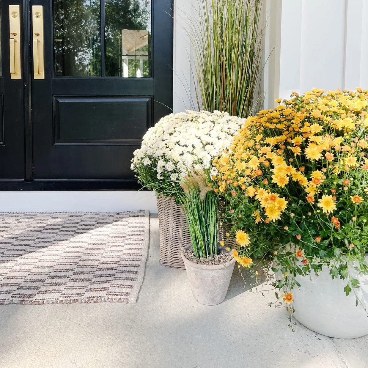 2.5' Grass Plant 4 2.5' Grass Plant - Image 2