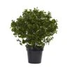 28” Peperomia Plant UV Resistant (Indoor/Outdoor) -Artificial Flowers Sale artificial 28 peperomia plant uv resistant indooroutdoor nearly natural 799515