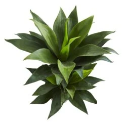 29” Double Agave Succulent Artificial Plant 7 29” Double Agave Succulent Artificial Plant -Artificial Flowers Sale artificial 29 double agave succulent artificial plant nearly natural 996576
