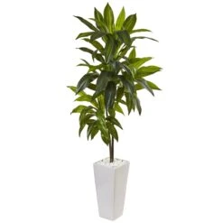 3’ Dracaena Plant In White Tower Planter
