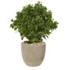 30” Peperomia Artificial Plant In Sand Stone Planter (Indoor/Outdoor) 2 30” Peperomia Artificial Plant In Sand Stone Planter (Indoor/Outdoor) -Artificial Flowers Sale artificial 30 peperomia artificial plant in sand stone planter uv resistant indooroutdoor nearly natural 294106