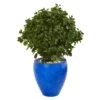 32” Peperomia Artificial Plant In Blue Planter(Indoor/Outdoor) -Artificial Flowers Sale artificial 32 peperomia artificial plant in blue planter uv resistant indooroutdoor nearly natural 959829