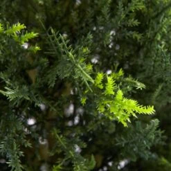 4' Double Ball Cypress Topiary UV Resistant (Indoor/Outdoor) -Artificial Flowers Sale artificial 4 double ball cypress topiary uv resistant indooroutdoor nearly natural 286392