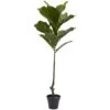 4’ Fiddle Leaf Tree UV Resistant (Indoor/Outdoor) -Artificial Flowers Sale artificial 4 fiddle leaf tree uv resistant indooroutdoor nearly natural 415922