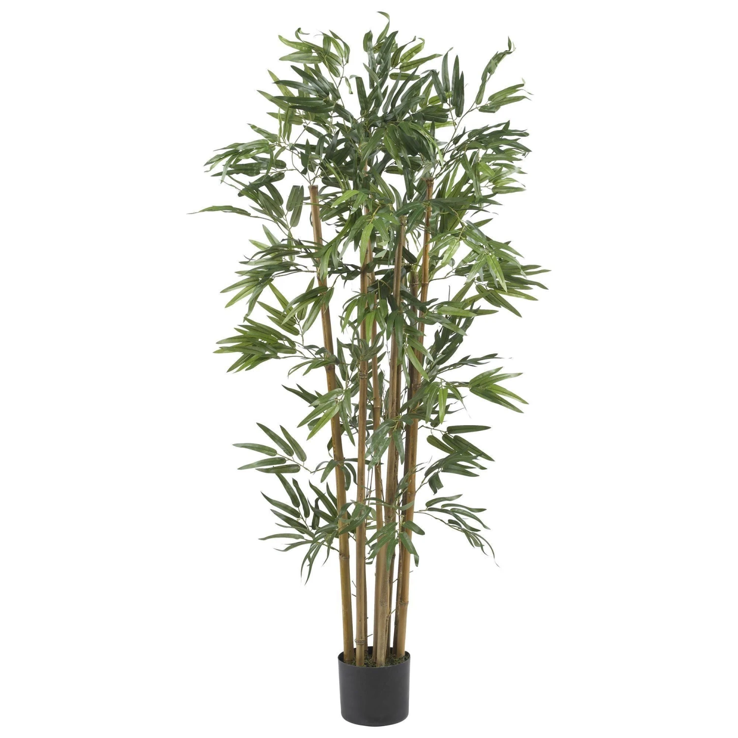 4' Multi Bambusa Bamboo Silk Tree 3 4' Multi Bambusa Bamboo Silk Tree