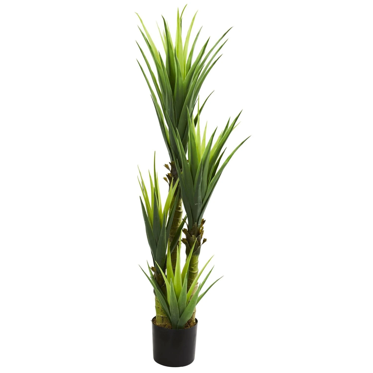 4.5’ Dracaena Plant 3 4.5’ Dracaena Plant