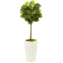 4.5β Fiddle Leaf Fig In White Planter (Real Touch)