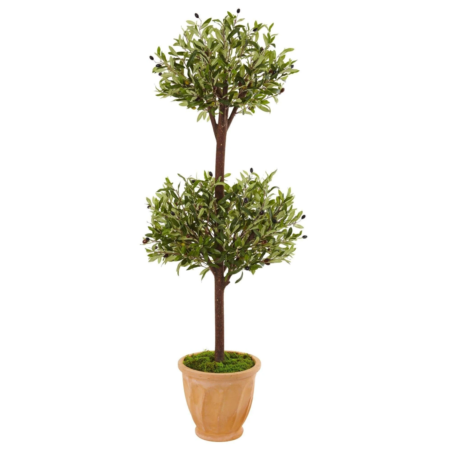 4.5’ Olive Topiary Tree In Terracotta Pot 3 4.5’ Olive Topiary Tree In Terracotta Pot