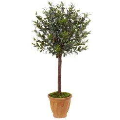 4.5’ Olive Tree In Terracotta Planter