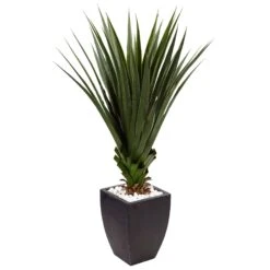 4.5’ Spiked Agave In Black Planter (Indoor/Outdoor)