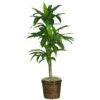 48" Dracaena W/Basket Silk Plant (Real Touch)" 2 48" Dracaena W/Basket Silk Plant (Real Touch)" -Artificial Flowers Sale artificial 48 dracaena wbasket silk plant real touch nearly natural 990985