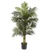 5’ Golden Cane Palm Tree