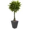 5’ Money Artificial Tree In Slate Planter (Real Touch) -Artificial Flowers Sale artificial 5 money artificial tree in slate planter real touch nearly natural 683427