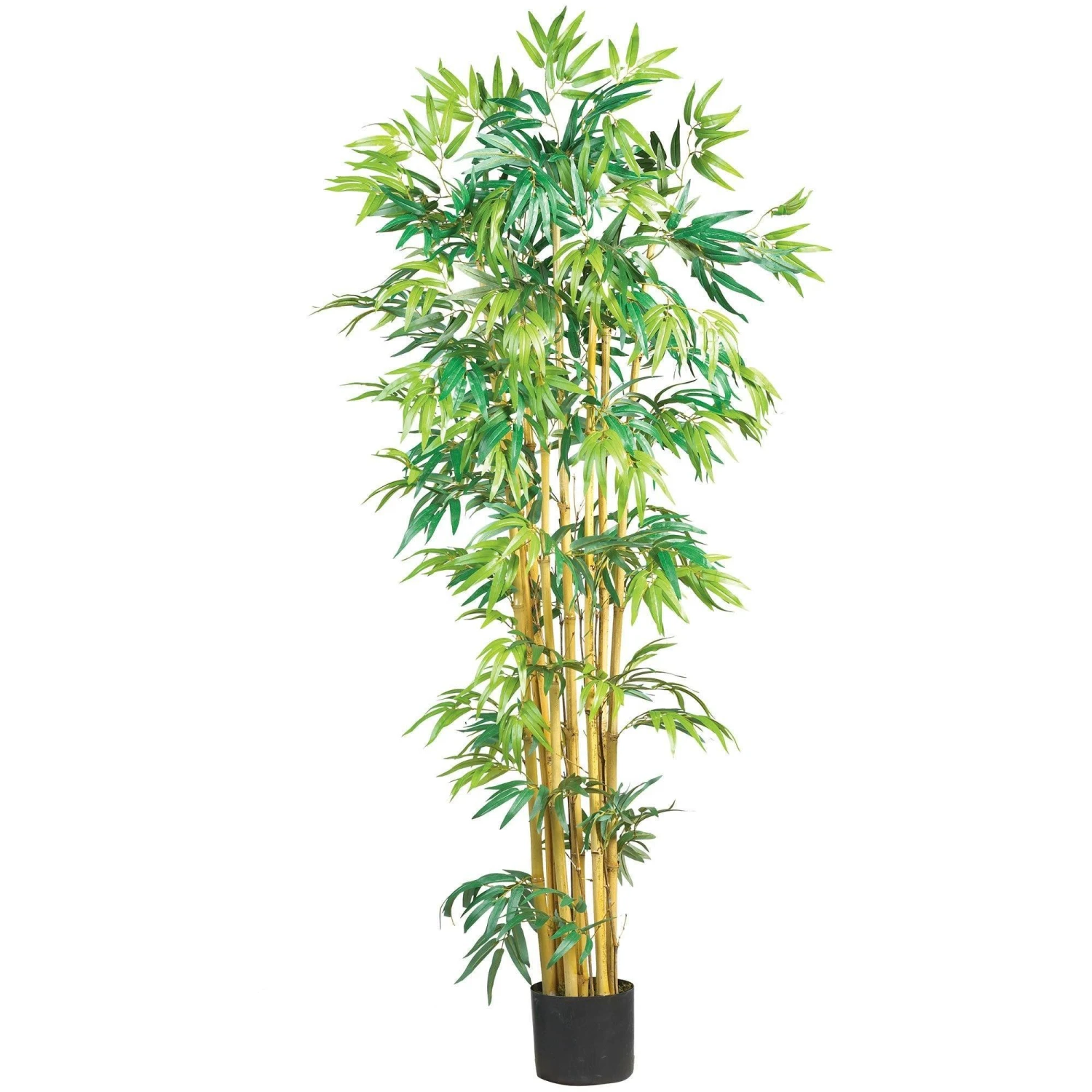 5' Multi Bambusa Bamboo Silk Tree 3 5' Multi Bambusa Bamboo Silk Tree