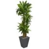 5.5’ Cornstalk Dracaena Artificial Plant In Slate Planter (Real Touch) -Artificial Flowers Sale artificial 55 cornstalk dracaena artificial plant in slate planter real touch nearly natural 861743
