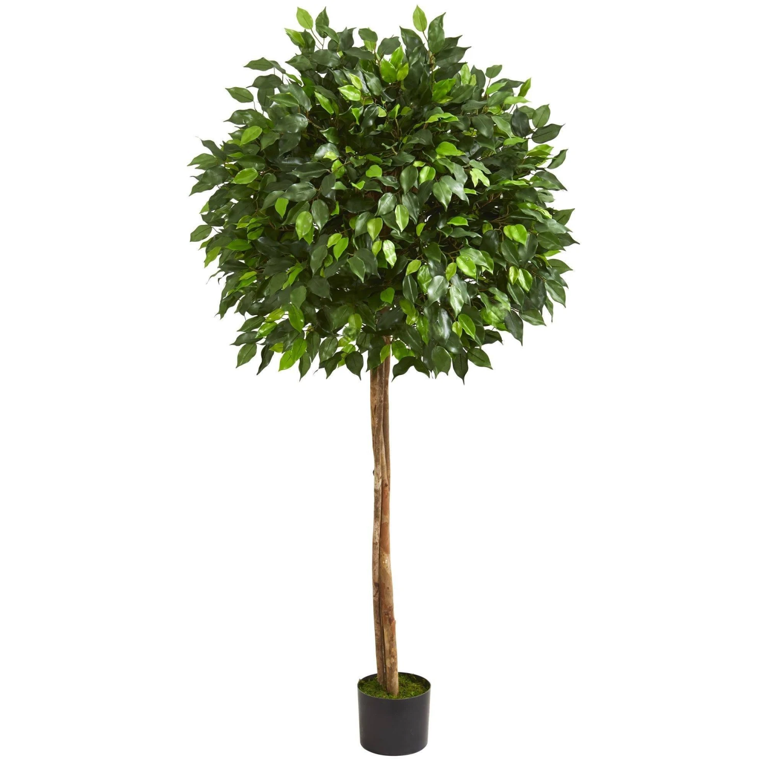 5.5’ Artificial Ficus Tree Two Trunks 3 5.5’ Artificial Ficus Tree Two Trunks