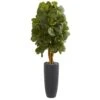 5.5’ Fiddle Leaf Artificial Tree In Gray Cylinder Planter -Artificial Flowers Sale artificial 55 fiddle leaf artificial tree in gray cylinder planter nearly natural 906008