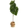 5.5’ Fiddle Leaf Fig Artificial Tree In Handmade Natural Jute Planter With Tassels 2 5.5’ Fiddle Leaf Fig Artificial Tree In Handmade Natural Jute Planter With Tassels -Artificial Flowers Sale artificial 55 fiddle leaf fig artificial tree in handmade natural jute planter with tassels nearly natural 778151