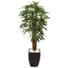 5.5’ Raphis Plam Tree In Black Planter
