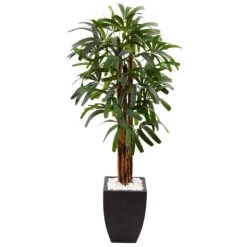 5.5’ Raphis Plam Tree In Black Planter