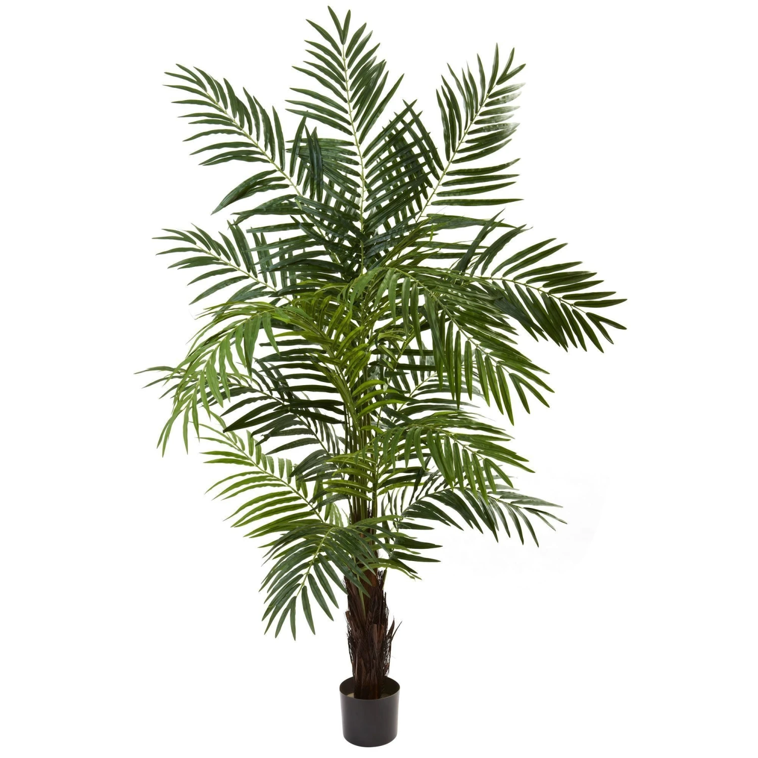 6’ Areca Palm Tree 3 6’ Areca Palm Tree