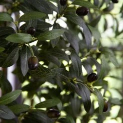 6’ Artificial Olive Tree With White Decorative Planter -Artificial Flowers Sale artificial 6 artificial olive tree with white decorative planter tree nearly natural 537269