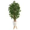 6’ Black Olive Artificial Tree In White Planter With Stand